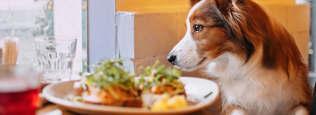 ▷ Los 10 MEJORES restaurantes pet friendly en Madrid + mapa