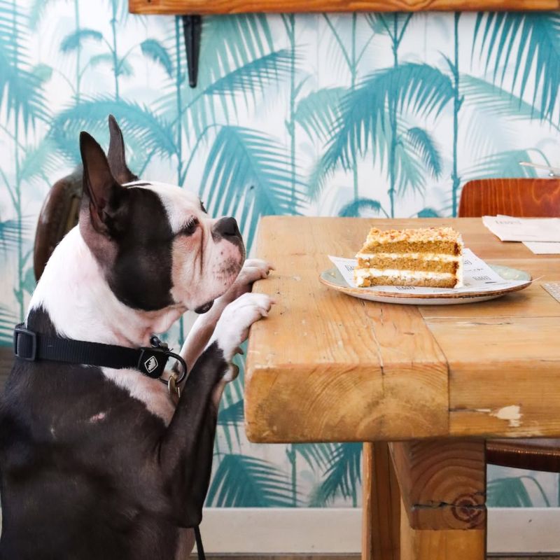 Restaurantes pet friendly en Madrid: Frida