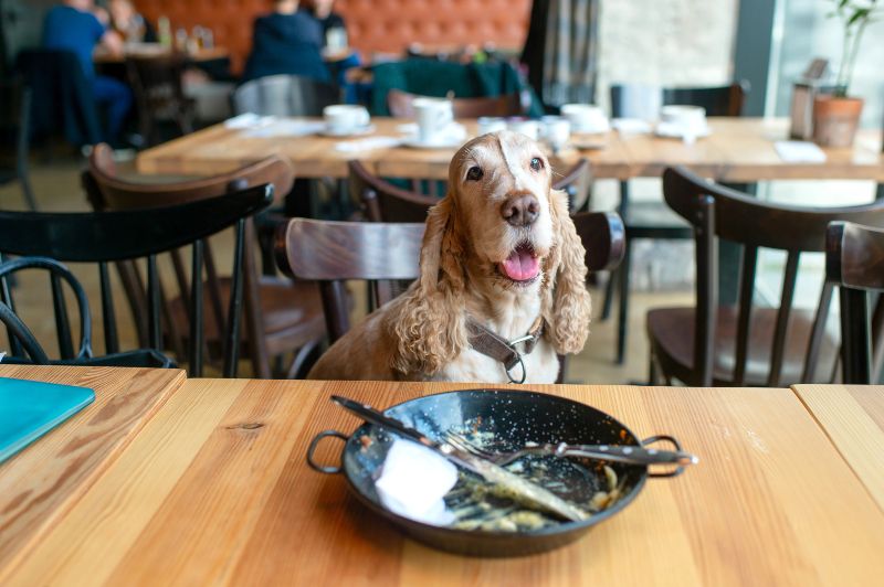 Otras opciones de restautantes pet friendly en Barcelona