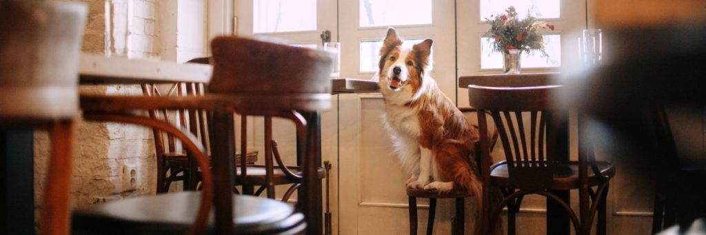 ▷ Los 10 MEJORES restaurantes pet friendly en Barcelona + mapa 5 Los 10 MEJORES restaurantes pet friendly en Barcelona