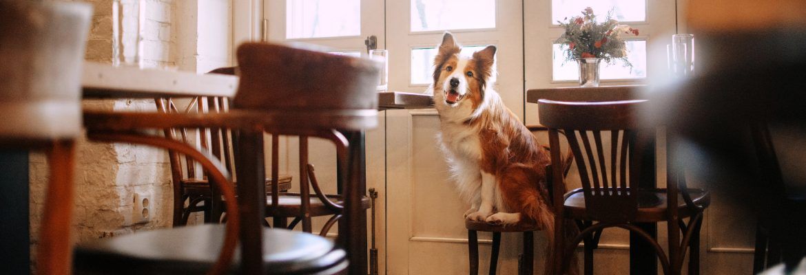 ▷ Los 10 MEJORES restaurantes pet friendly en Barcelona + mapa
