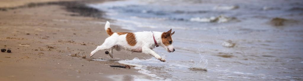 ▷ Playas para perros en Almería 2026: 3 MEJORES + planes extra 3 Playas para perros en Almería: las mejores y planes extra