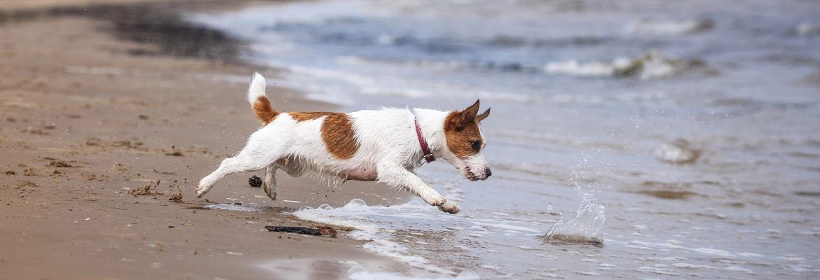 ▷ Playas para perros en Almería 2026: 3 MEJORES + planes extra