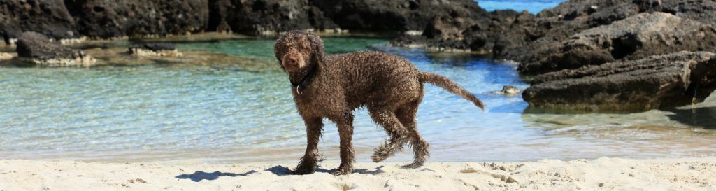 ▷ Playas para perros en Cantabria 2026: 8 MEJORES + planes extra 1 Playas para perros en Cantabria: 8 mejores y planes