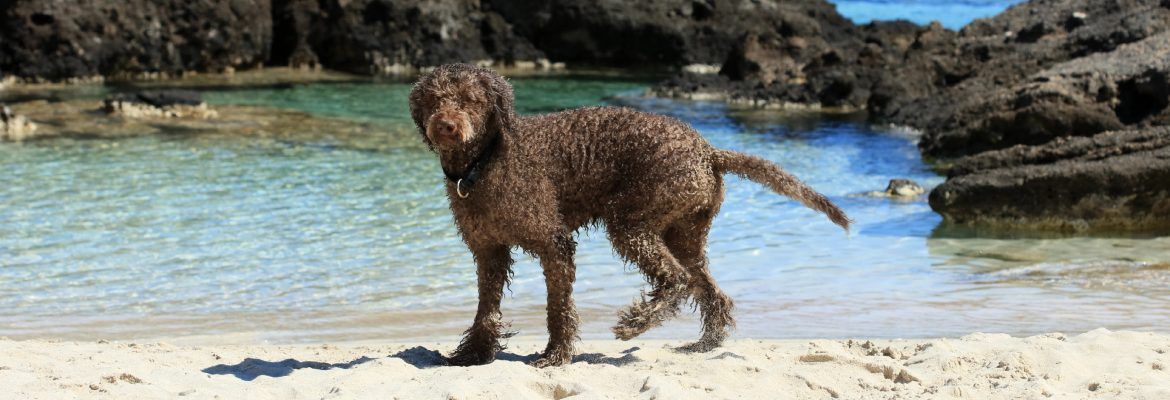 ▷ Playas para perros en Cantabria 2026: 8 MEJORES + planes extra