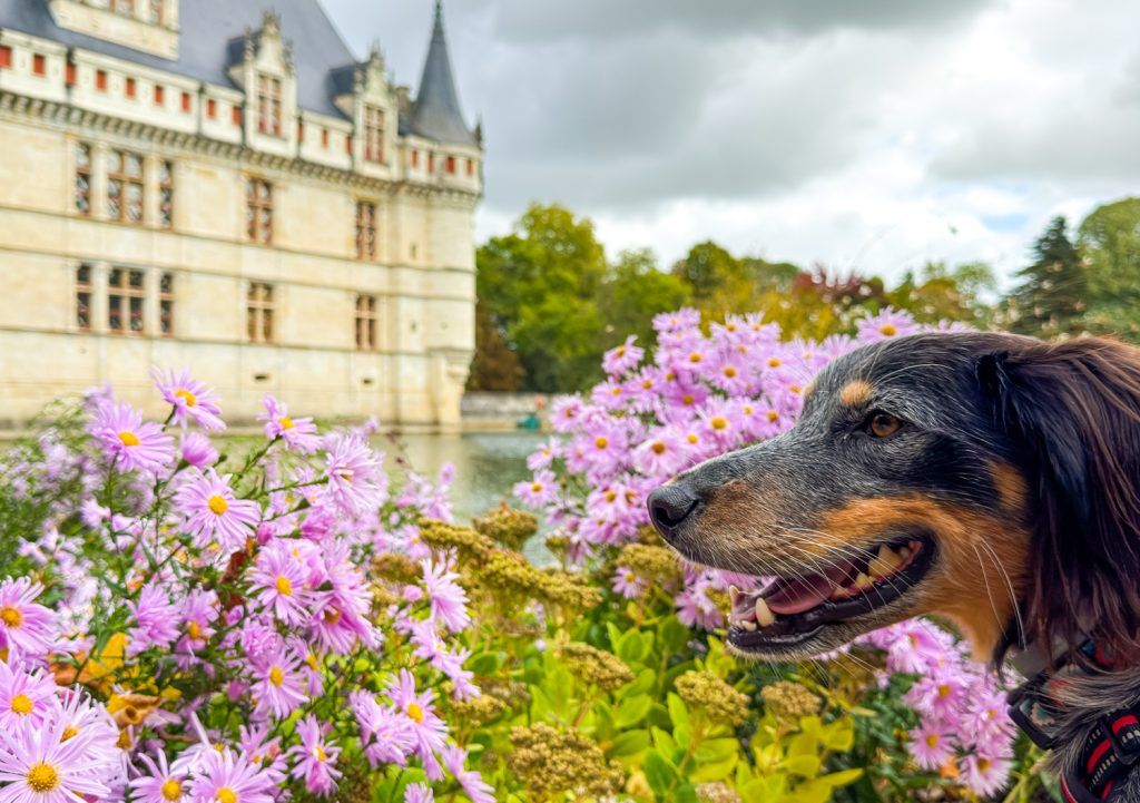 ▷ Los 10 MEJORES destinos para viajar con perros dentro y fuera de España ❤️ 2 MEJORES destinos para viajar con perros dentro y fuera de España