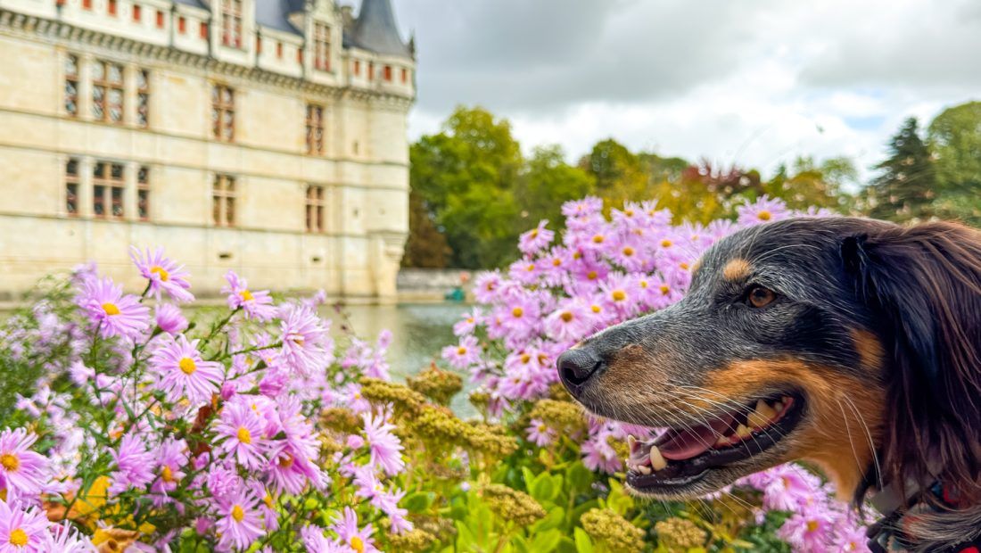 ▷ Los 10 MEJORES destinos para viajar con perros dentro y fuera de España ❤️