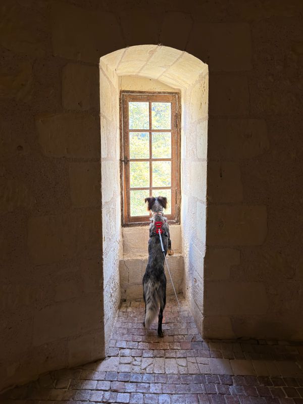 ▷ Los 10 MEJORES destinos para viajar con perros dentro y fuera de España ❤️ 6 Mejores destinos para viajar con perros fuera de España: Francia